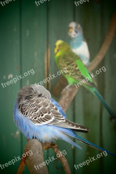 Budgie Colors Young Family Rest