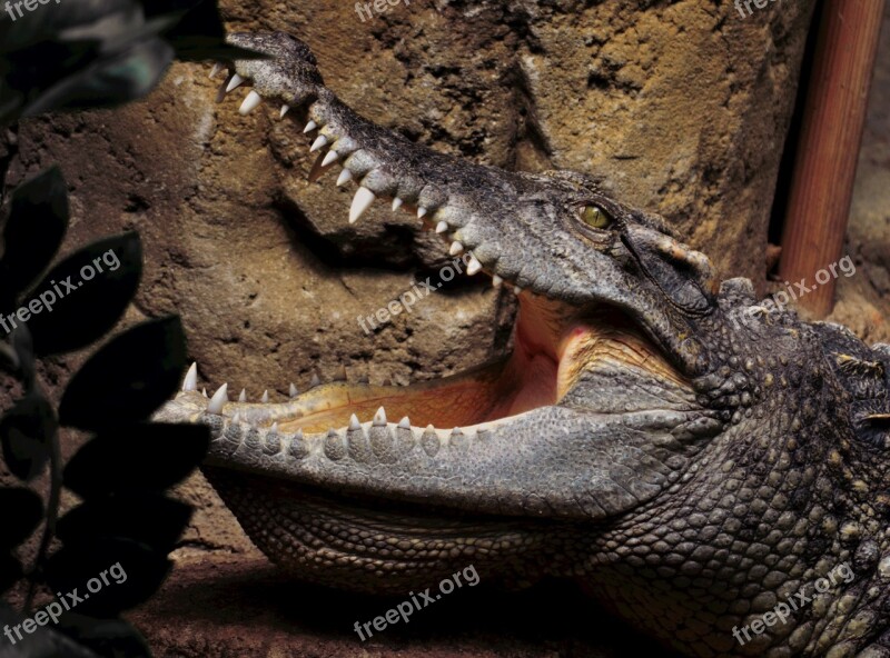 Crocodile Zoo Alligator Animal Free Photos