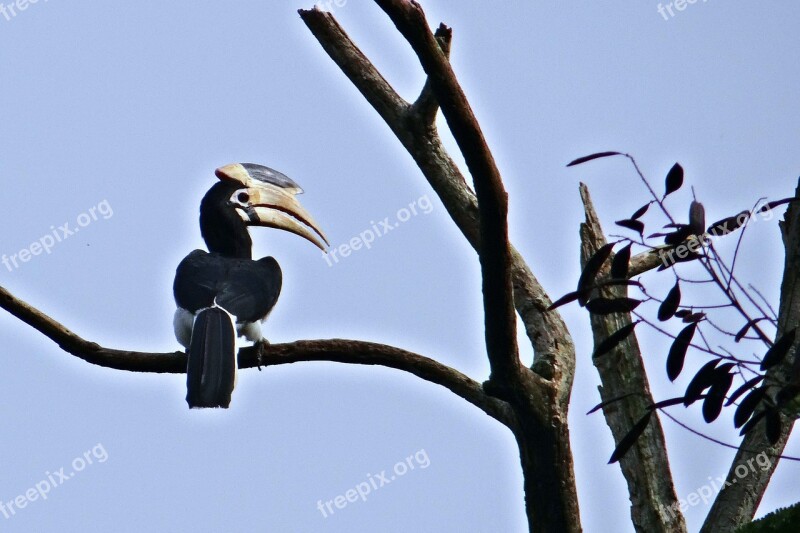 Malabar Pied Hornbill Anthracoceros Coronatus Lesser Pied Hornbill Bird Hornbill