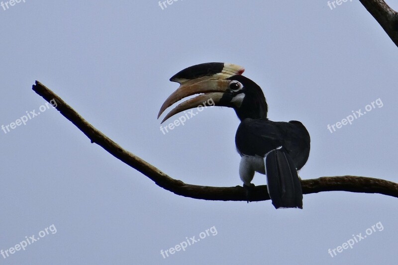 Malabar Pied Hornbill Anthracoceros Coronatus Lesser Pied Hornbill Bird Hornbill