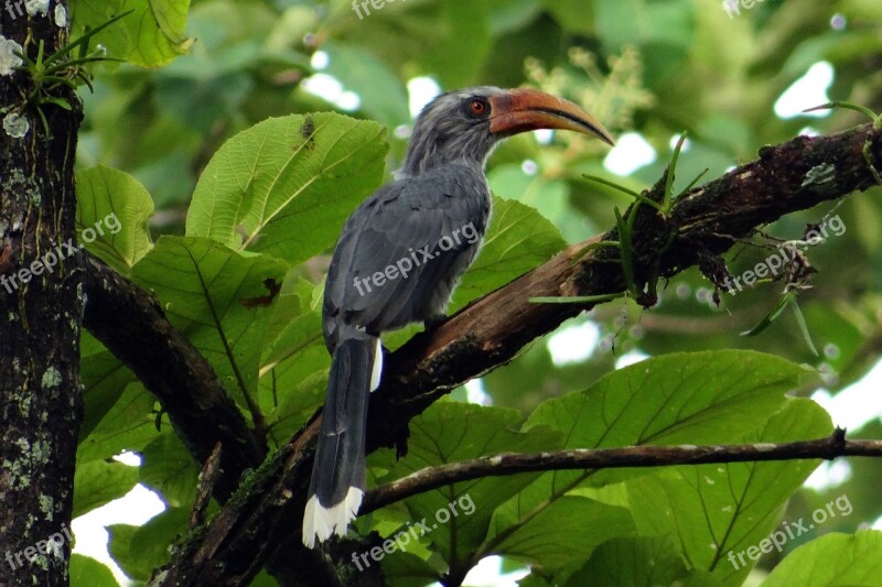 Malabar Grey Hornbill Ocyceros Griseus Hornbill Endemic Western Ghats