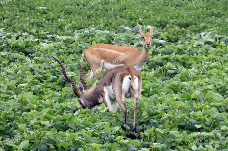 Blackbuck Antilope Cervicapra Ungulate Antelope Foraging