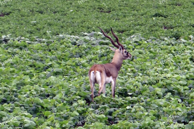 Blackbuck Antilope Cervicapra Ungulate Antelope Foraging