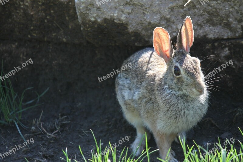 Rabbit Bunny Hare Animal Easter