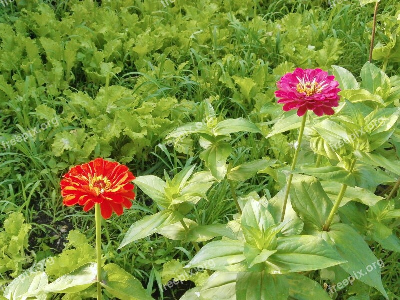 Zinnia Elegans Zinnia Red Flowers Pink Flower Free Photos