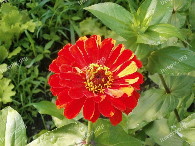 Zinnia Elegans Zinnia Red Flowers Free Photos