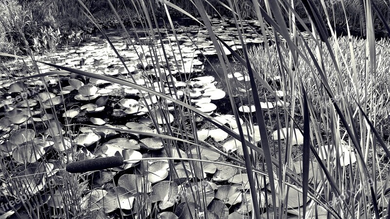 Water Lilies Pond Nymphaea Reed Cattail