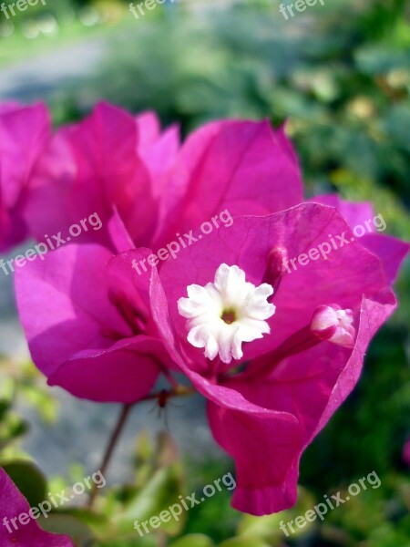 Bougainvillea Four O'clock Plant Blossom Bloom Pink