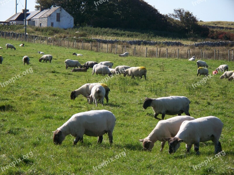 Sheep Pasture Rural Farm Flock