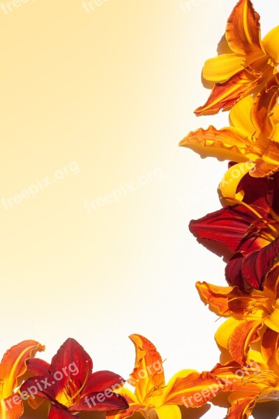 Daylily Flowers Summer Stationery Background