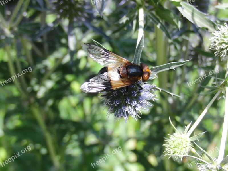 Fly Insect Flight Insect Animal Wing