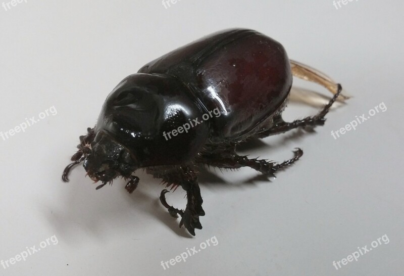 Rhinoceros Beetle Beetle Beetles Ox Beetle Insect