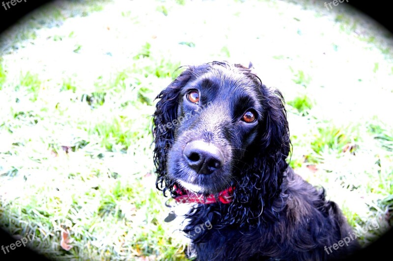 Dog Cocker Spaniel Pet Canine Free Photos