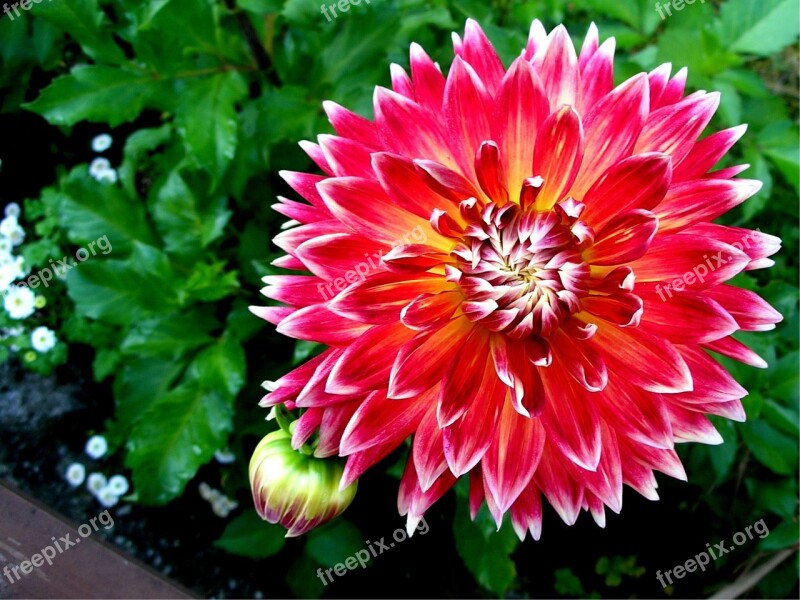 Dahlia Garden Plant Nature Flora Flower