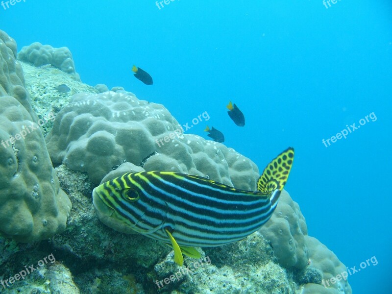 Fish Maldives Yellow Water Ocean