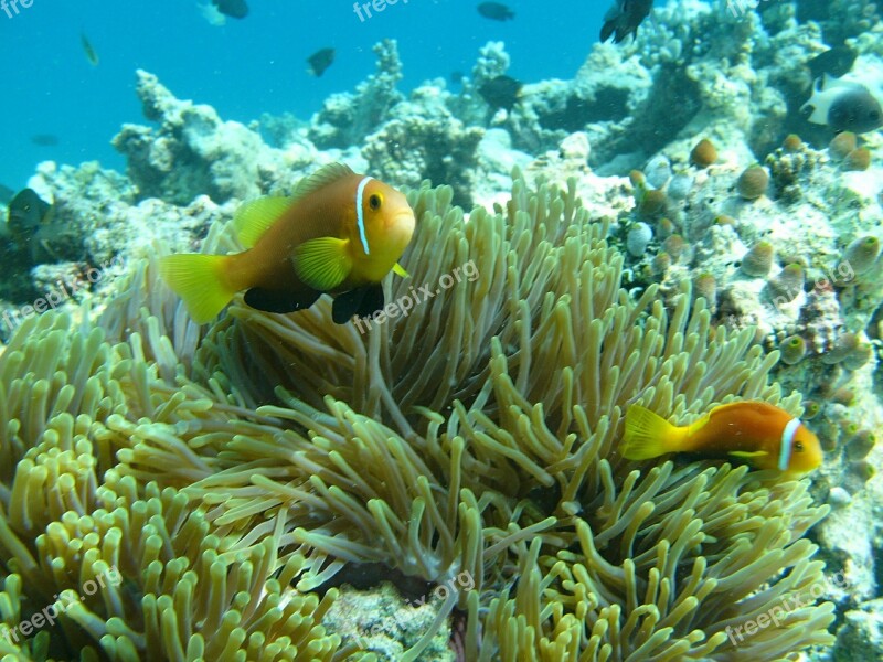 Anemone Maldives Water Ocean Fish