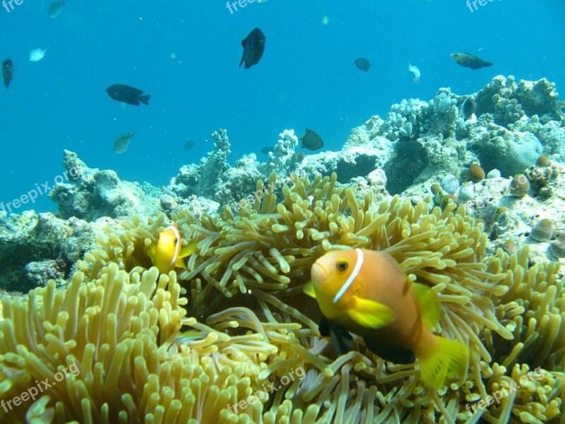 Water Ocean Fish Clown Maldives