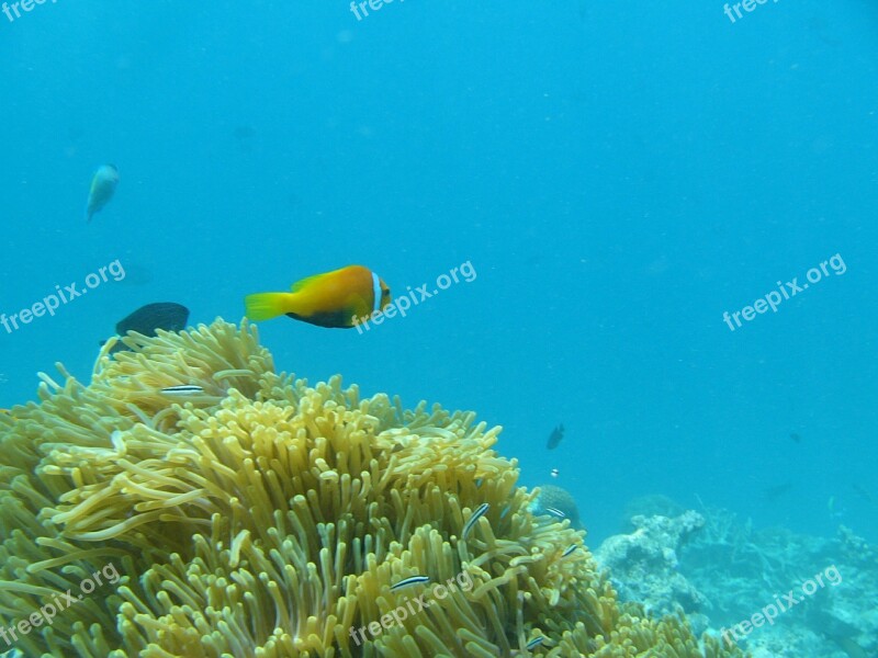 Water Ocean Fish Clown Maldives