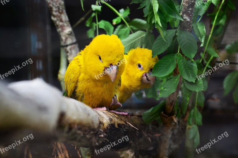 Golden Conure Parrots Queen Of Bavaria Conure Pair Birds