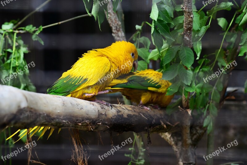 Golden Conure Parrots Queen Of Bavaria Conure Pair Birds