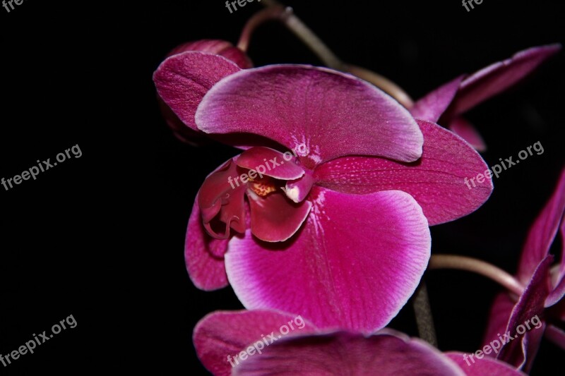 Orchid Flower Plant Free Photos