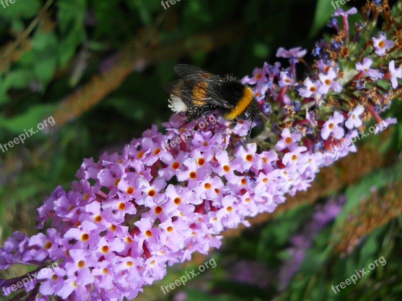 Bourdon Nature Flower Pollen Lilac