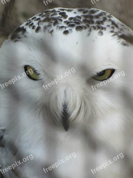 Snowy Owl Owl Zoo Korkeasaari Cage