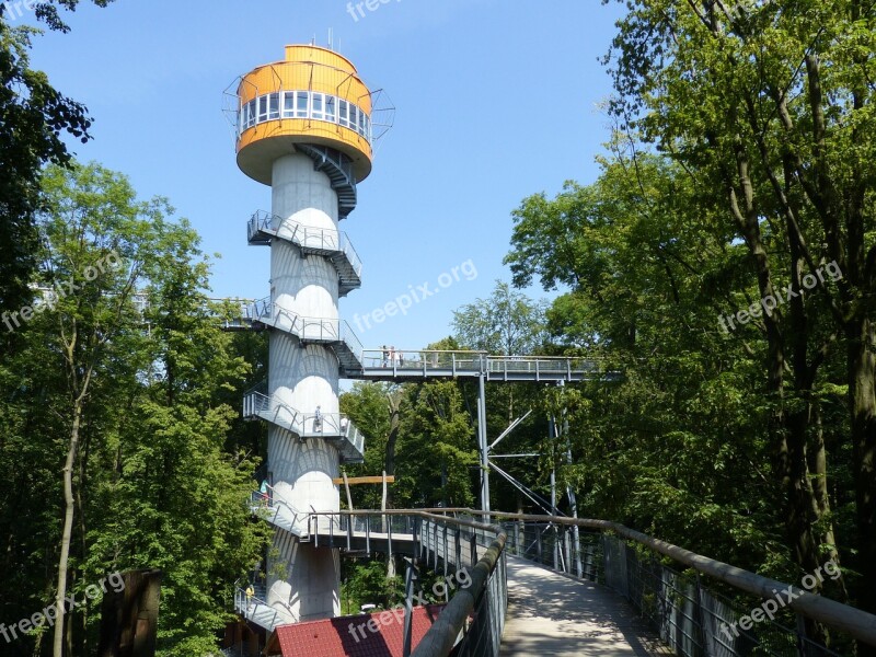 Tree Crown Path Hainich Forest Tower Free Photos