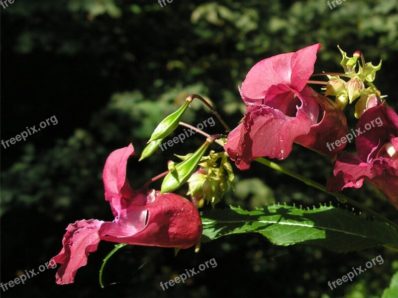 Balsam Plant Violet Popping Up Capsules