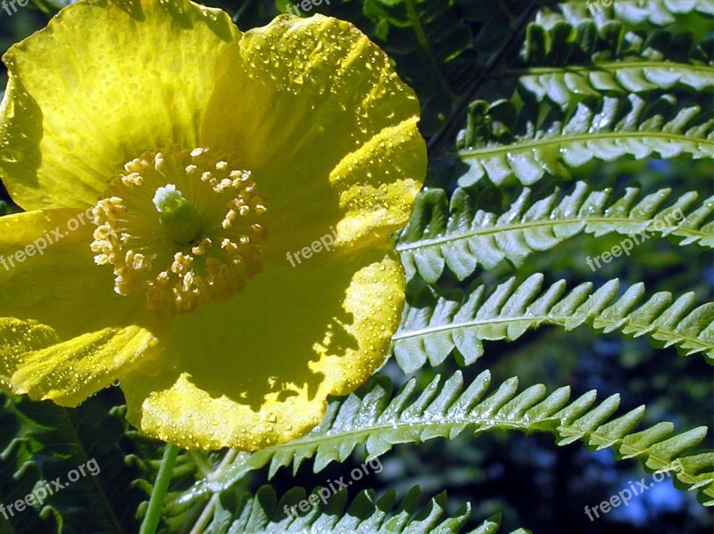 Yellow Poppy Fern Garden Summer Plant