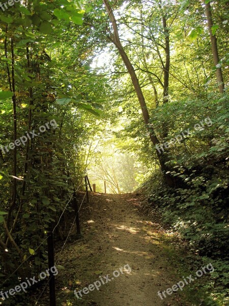 Forest Path Romantic Forest Mood Backlighting