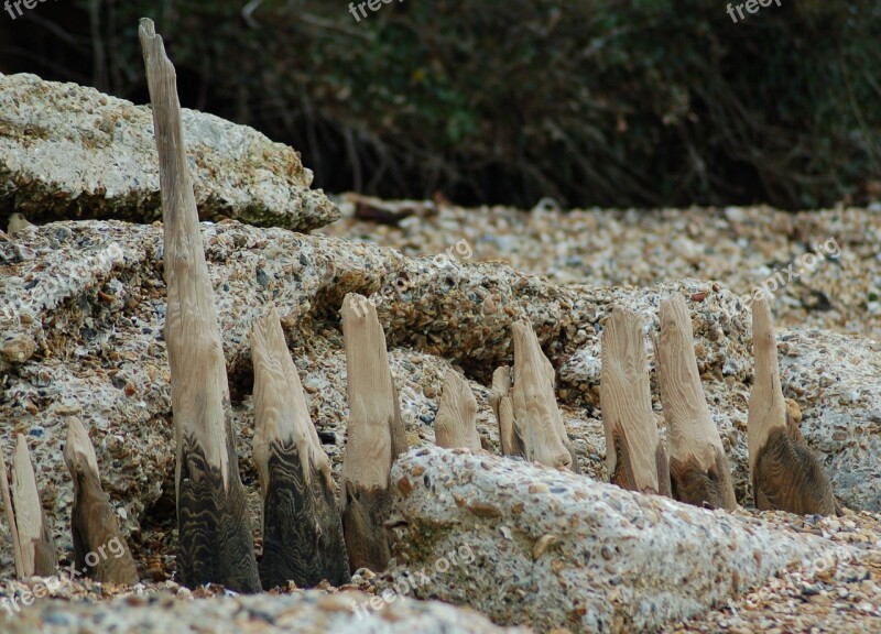 Driftwood Beach Shore Timber Sea