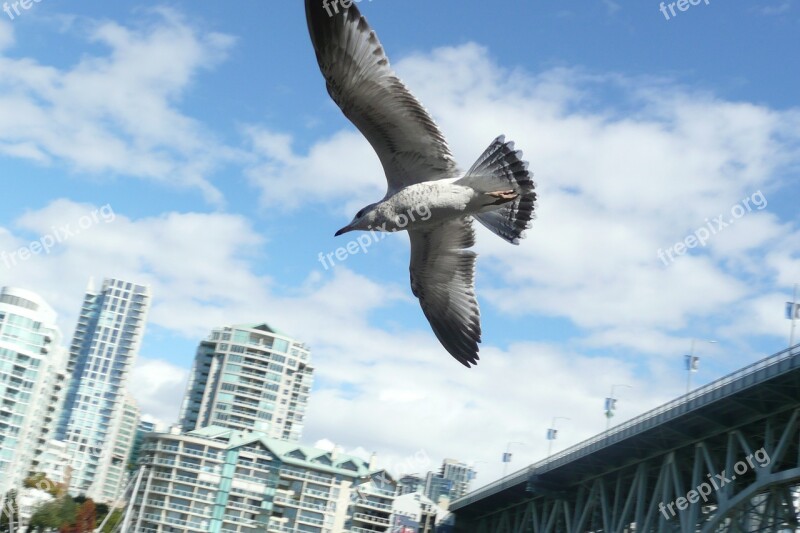 Sea Gull City Travel Free Photos