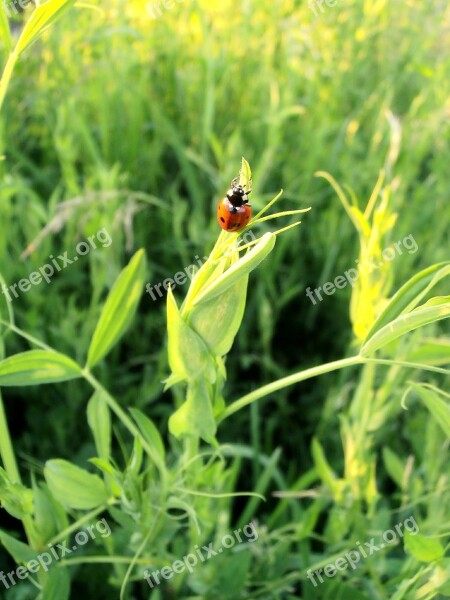 Ladybug Beetle Tipster Summer Insect