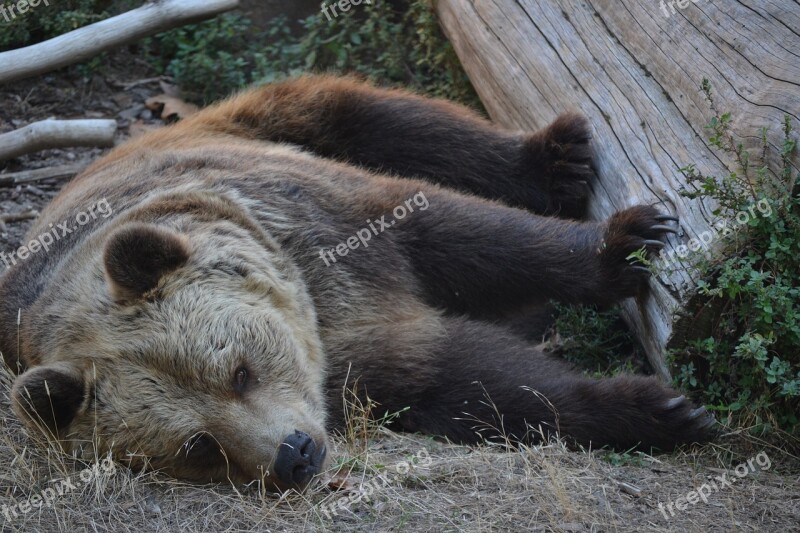 Orso Zoo Sleep Animals Animal