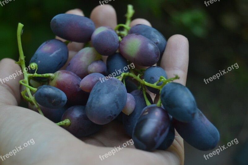 Grapes Food Hand Nature Ecological