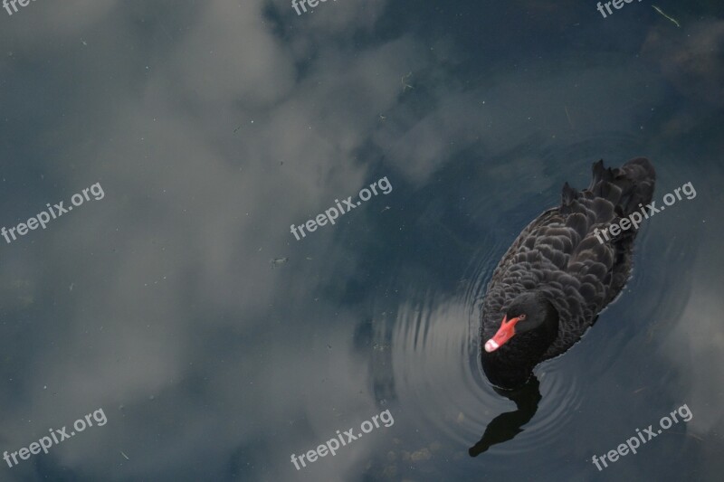 Swan Reflection Water River Sky