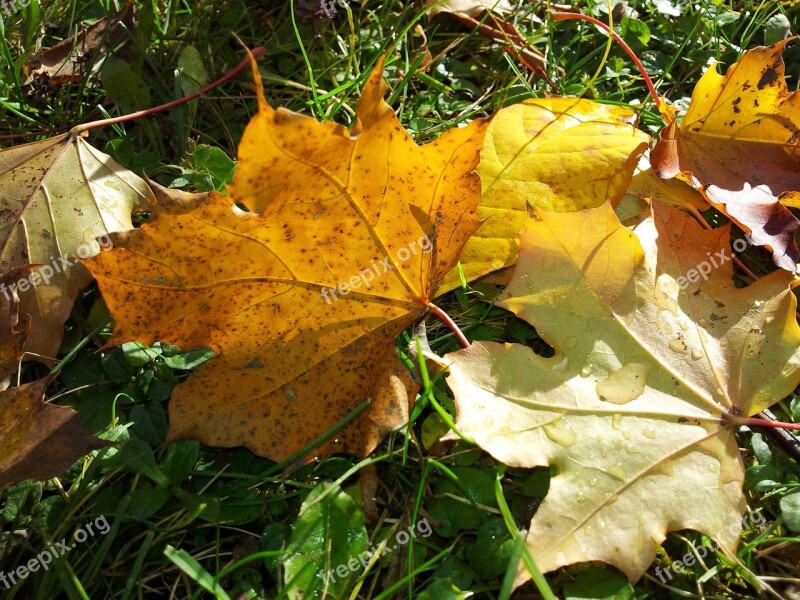 Maple Leaves Maple Autumn Fall Leaves Fall Foliage