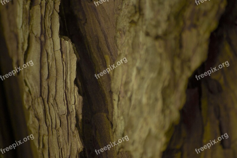 Wood Texture Tree Bark Nature