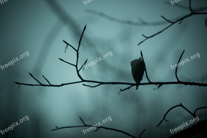 Nature Tree Forest Landscape Leaves