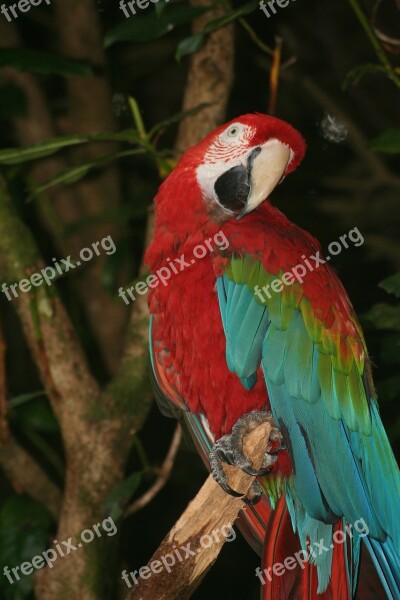 Parrot Bird Wildlife Free Photos