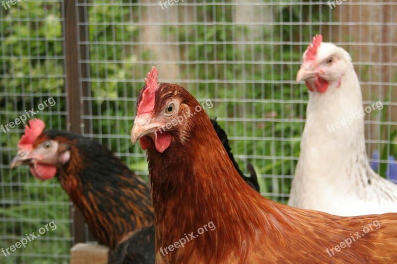 Chickens Hens Red Comb Wattle