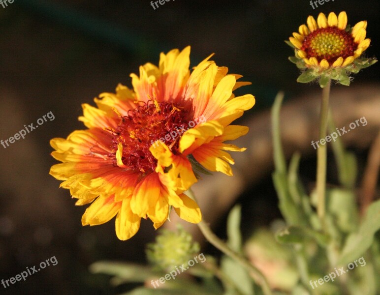 Sunflower Helianthus Red Orange Yellow