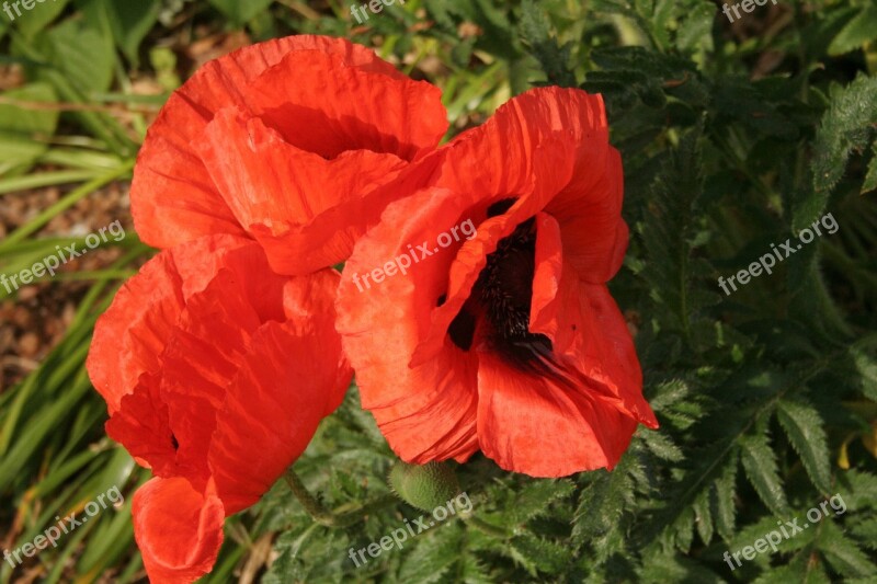 Poppy Herbaceous Papaveroideae Papaveraceae Red