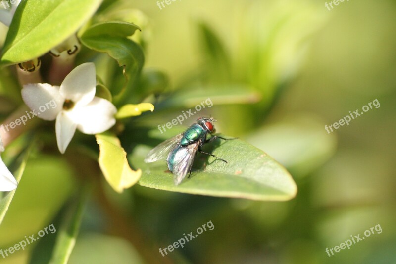 Fly Nature Plant Green Bottle