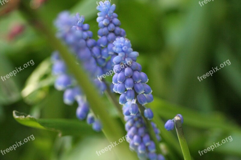 Grape Hyacinth Hyacinth Muscari Blue Purple