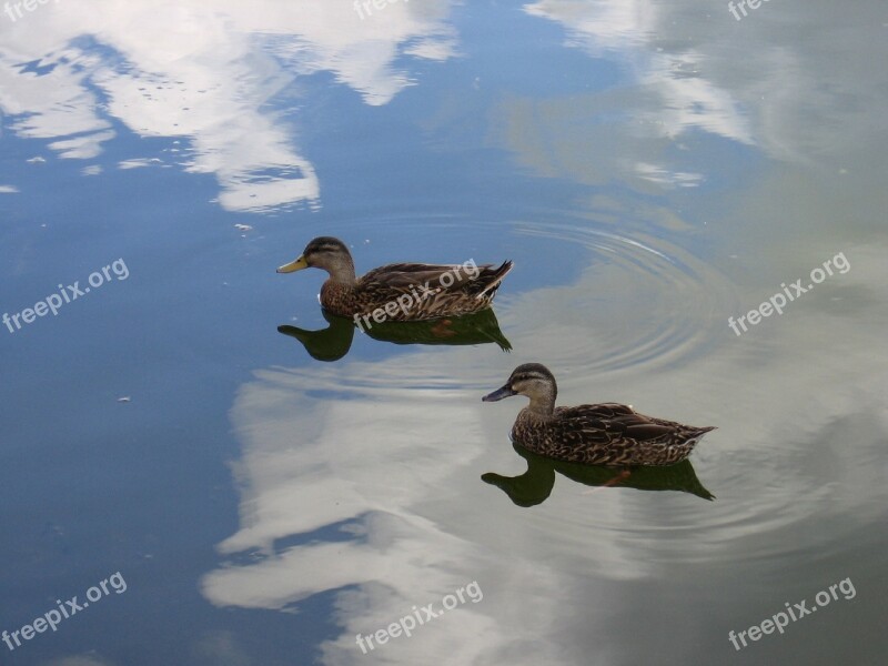 Ducks Birds Water Reflection Clouds