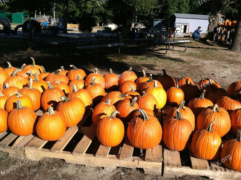 Pumpkin Fall Autumn Halloween Orange