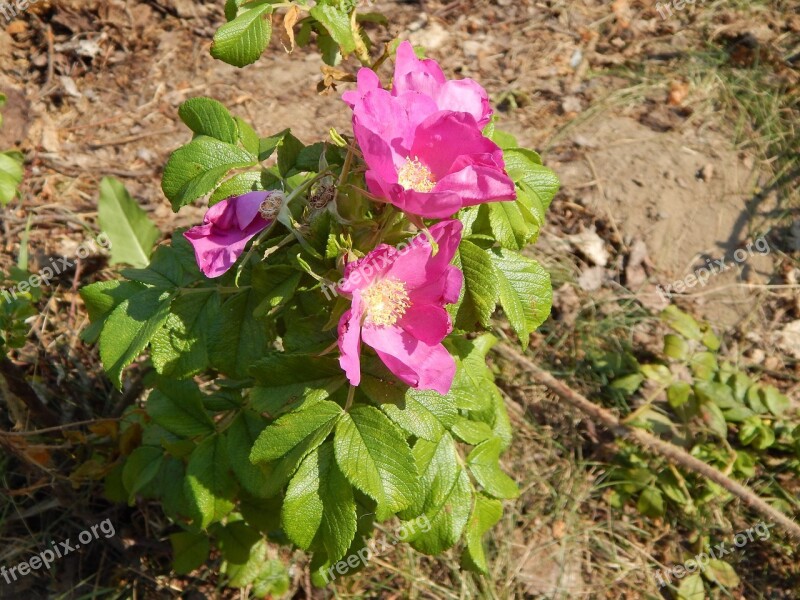 Petunias Flowers Plants Free Photos