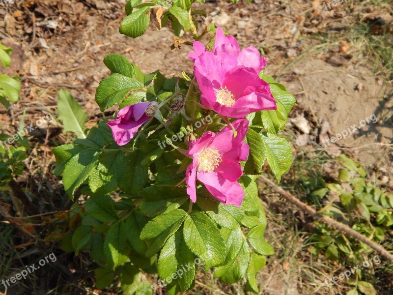 Petunia Flowers Plant Free Photos